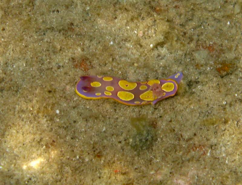 Chromodoris luteorosea (Rapp, 1827)